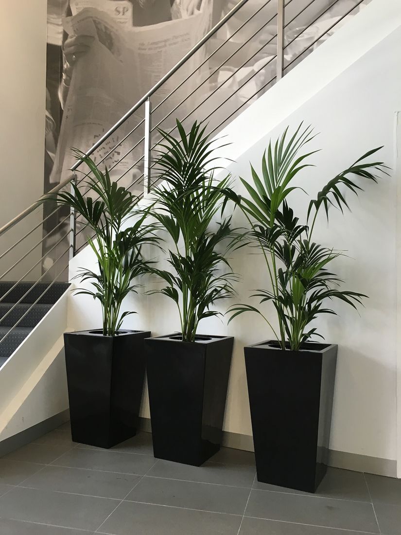 Indoor Plants