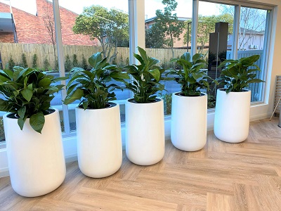 Indoor Plants For Offices